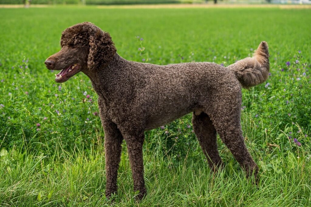 Can Dogs Have Olive Oil? Best 7 Expert Tips!