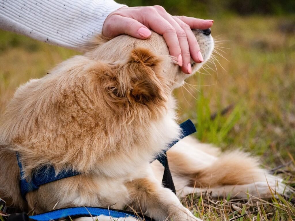 Can I Give My Dog Vaccines at Home? Best 7 Tips!