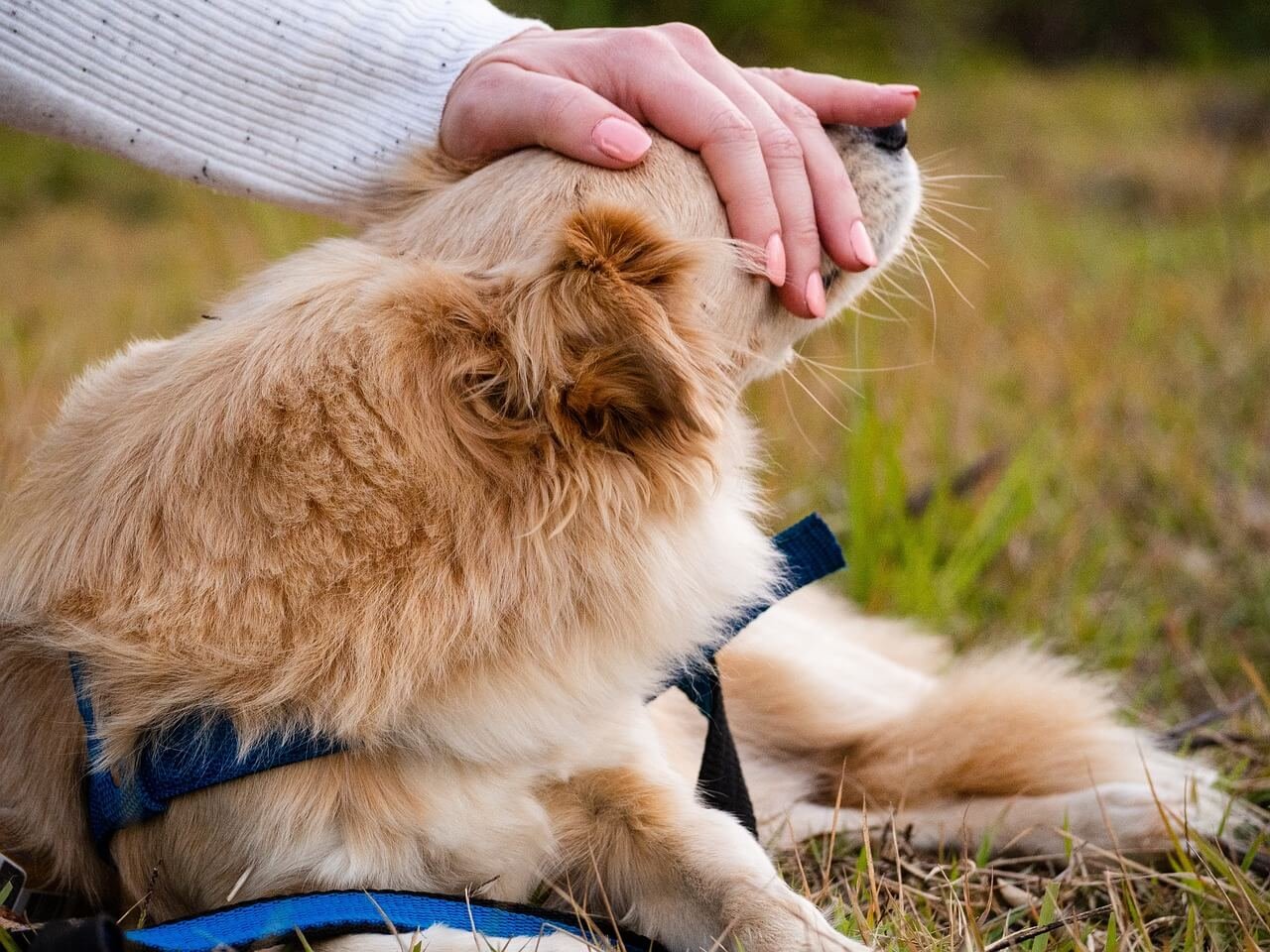 Can I Give My Dog Vaccines at Home? Best 7 Tips!