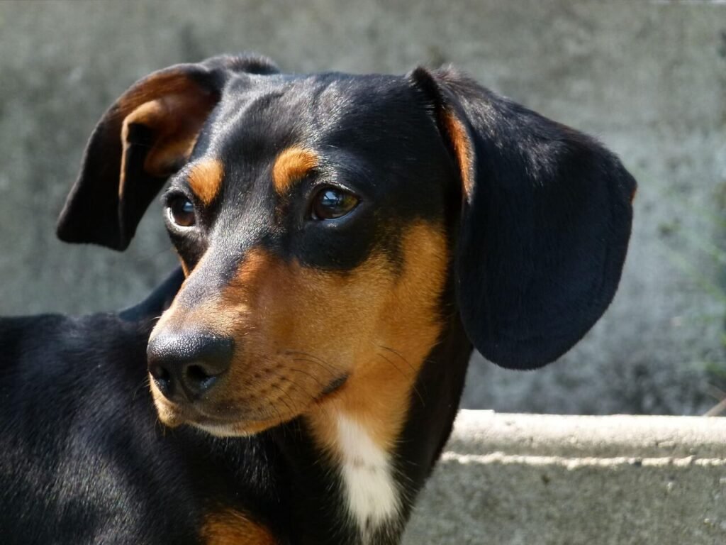 Dog Water in Ear: Best 7 Health Tips!