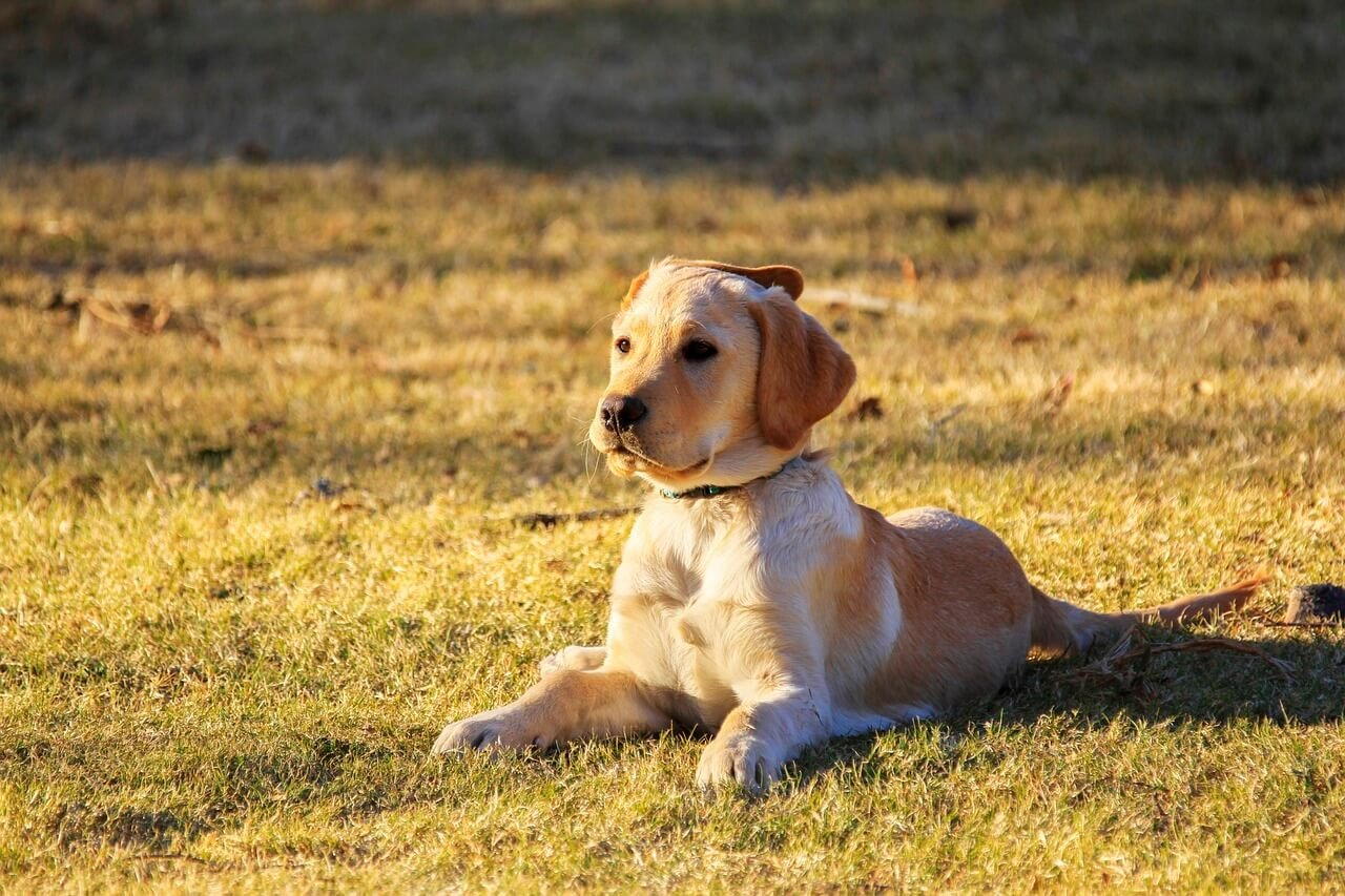 Can Epulis Kill a Dog? Best 7 Expert Tips!