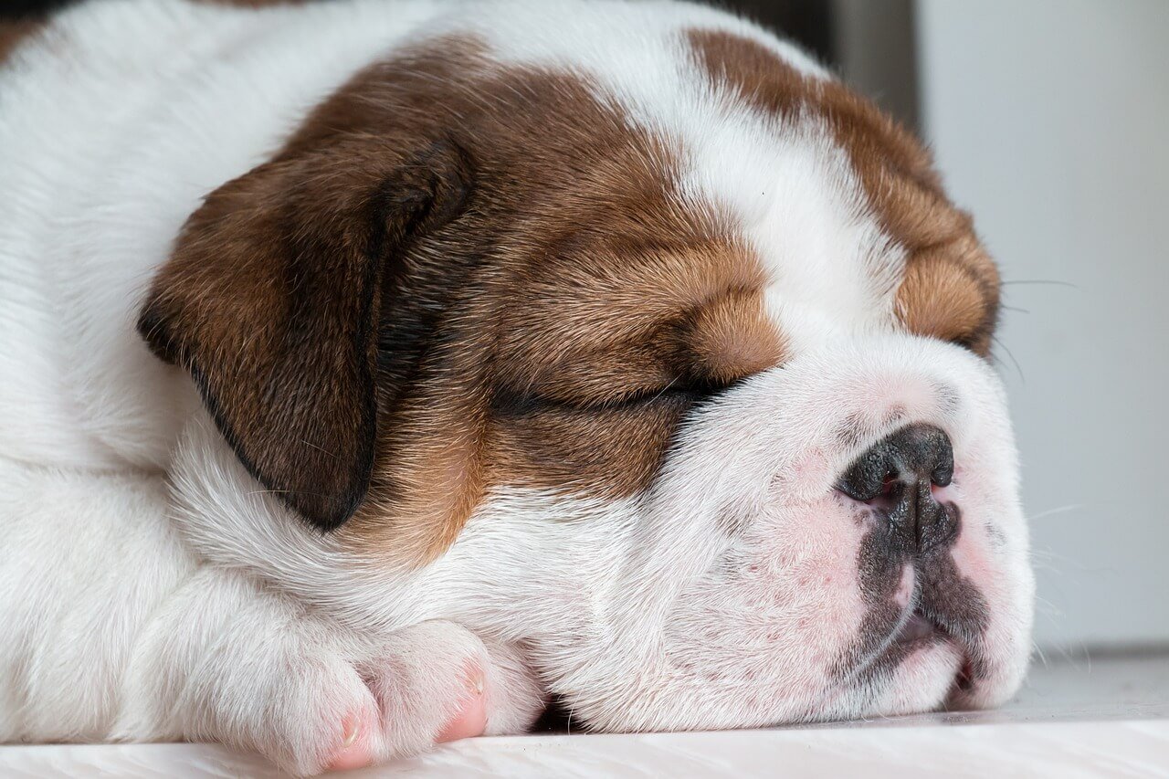 Dog Pooping Black Liquid: Best 7 Health Tips!