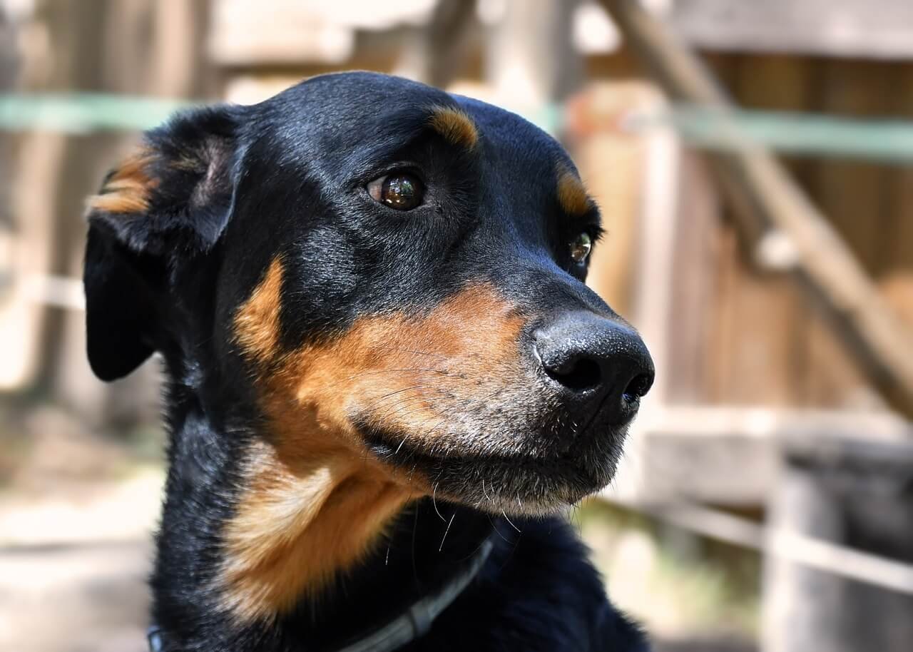 Understanding Pododermatitis in Dogs: Best 7 Expert Tips!