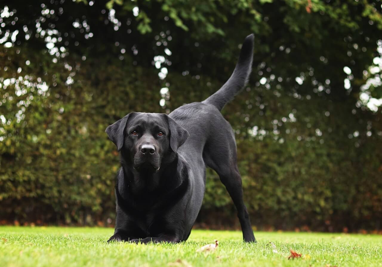 German Shepherd vs Labrador: Best 7 Expert Tips!