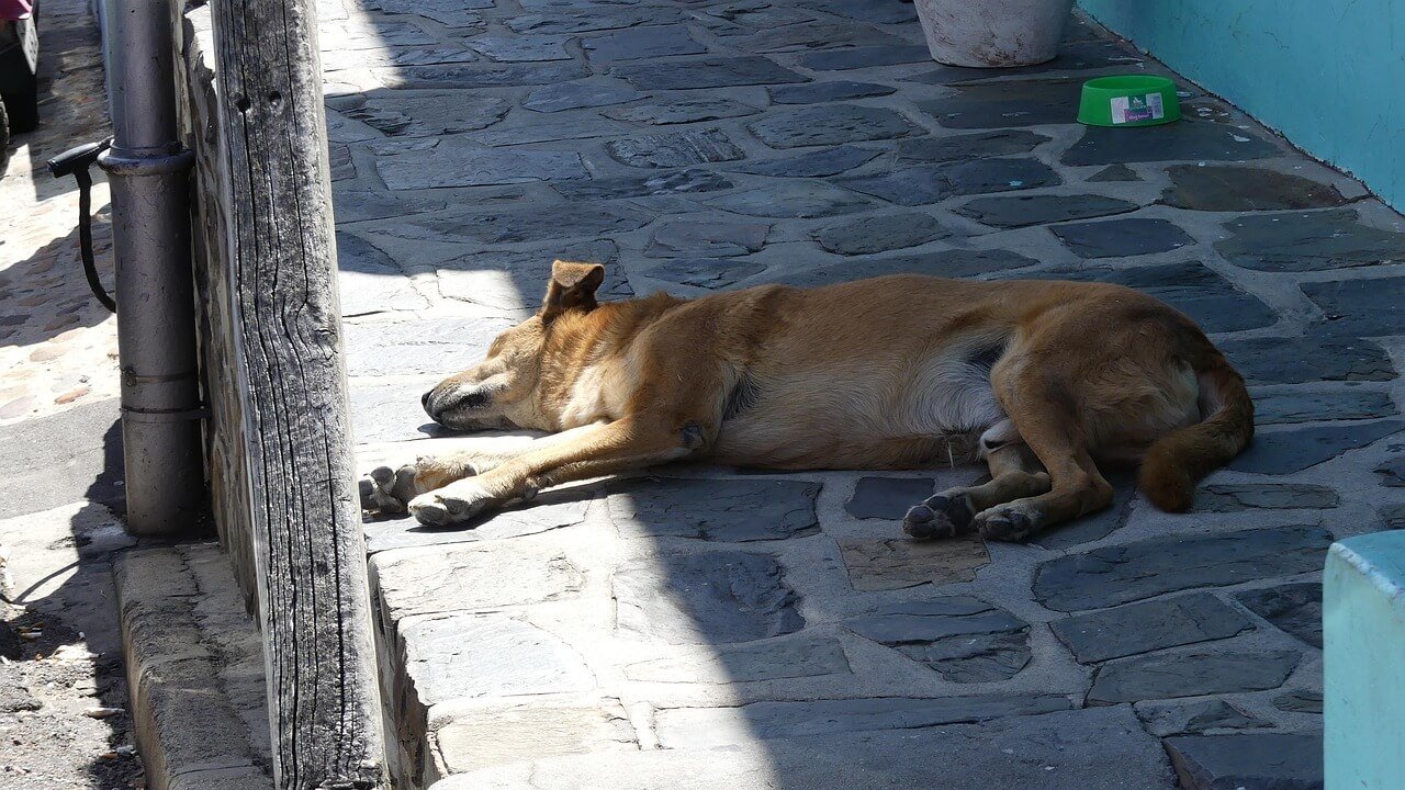 Tracking Chips for Dogs: Best 7 Expert Tips!