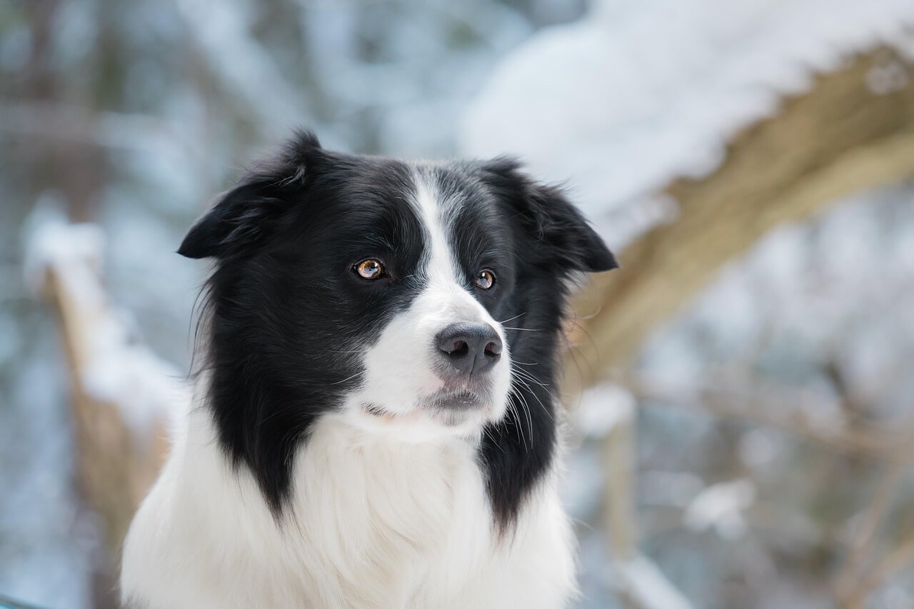 How Far Can a Dog Smell Its Owner? Best 7 Health Tips!