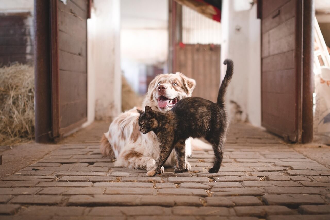 Dog Fleas vs Cat Fleas: Best 7 Health Tips!