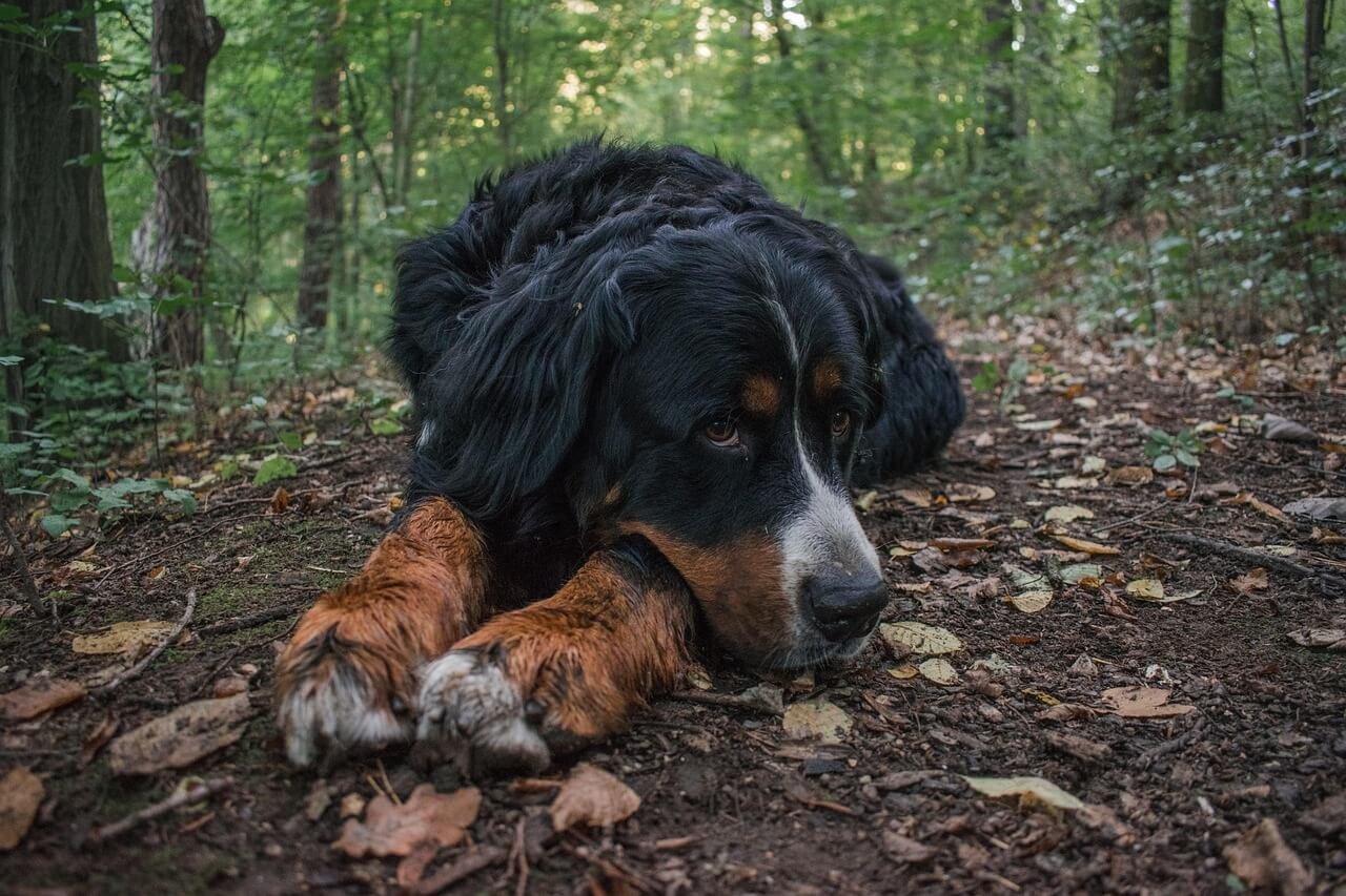 Is Dog Trazodone the Same as Human Trazodone? Best 7 Tips!