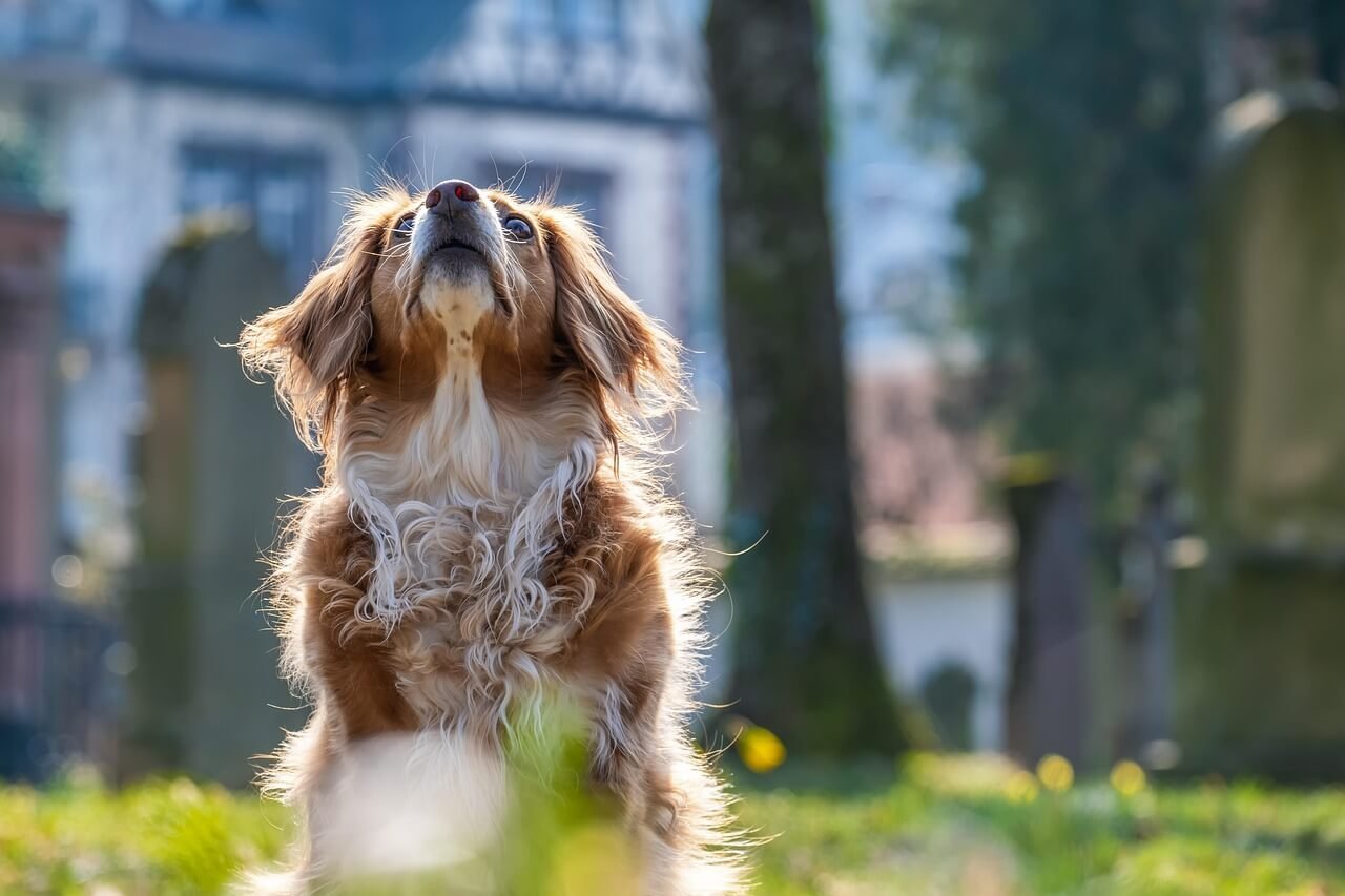 Dog Bruising After Surgery: Best 7 Health Tips!