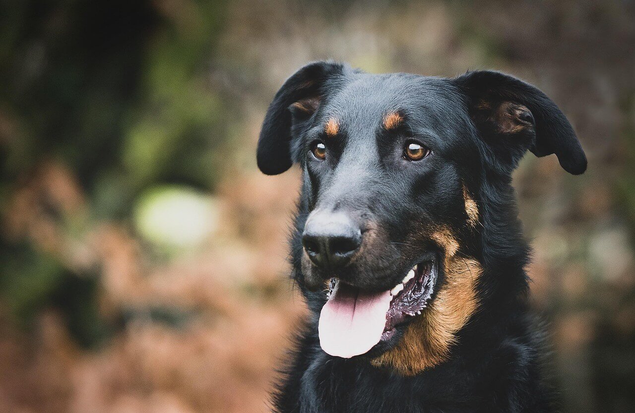 Can Dogs Take Human Antibiotics? Best 7 Health Tips!