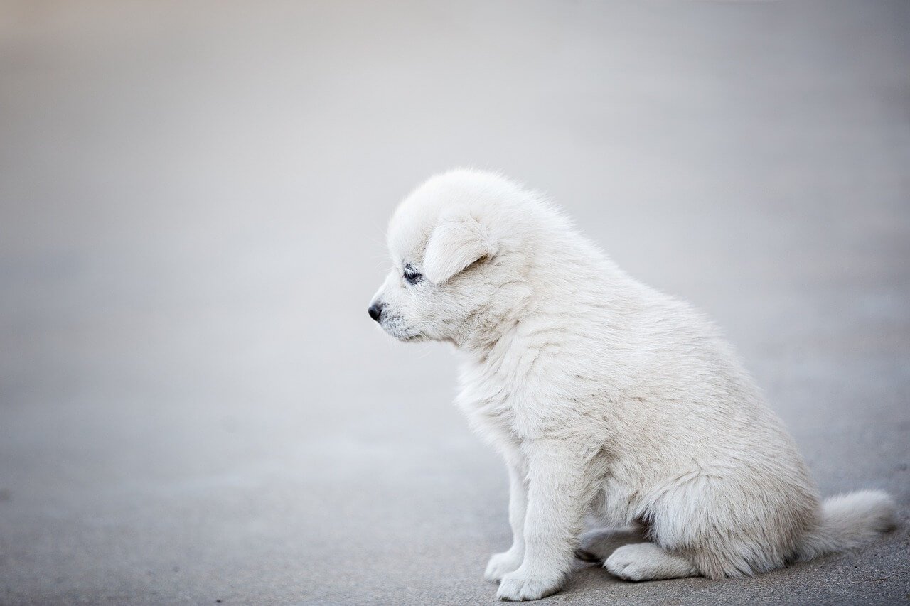 Are Antlers Safe for Dogs? Best 7 Expert Tips!