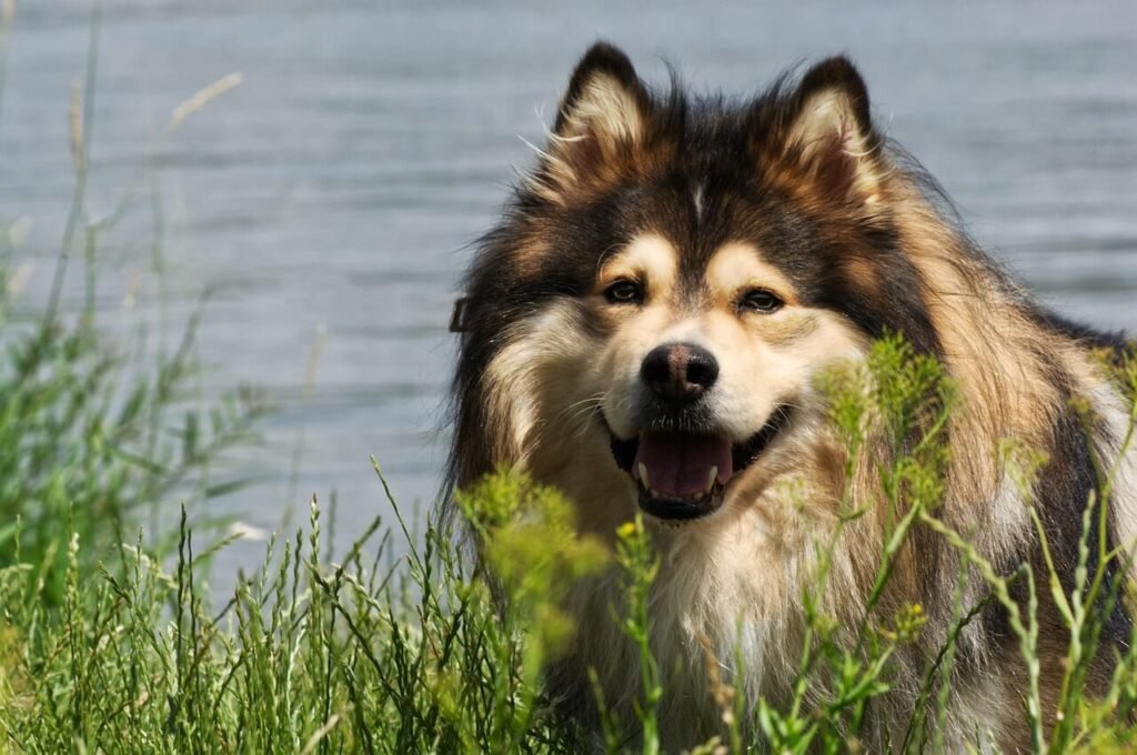 Do Dogs Eat Less as They Age? Best 7 Health Tips!