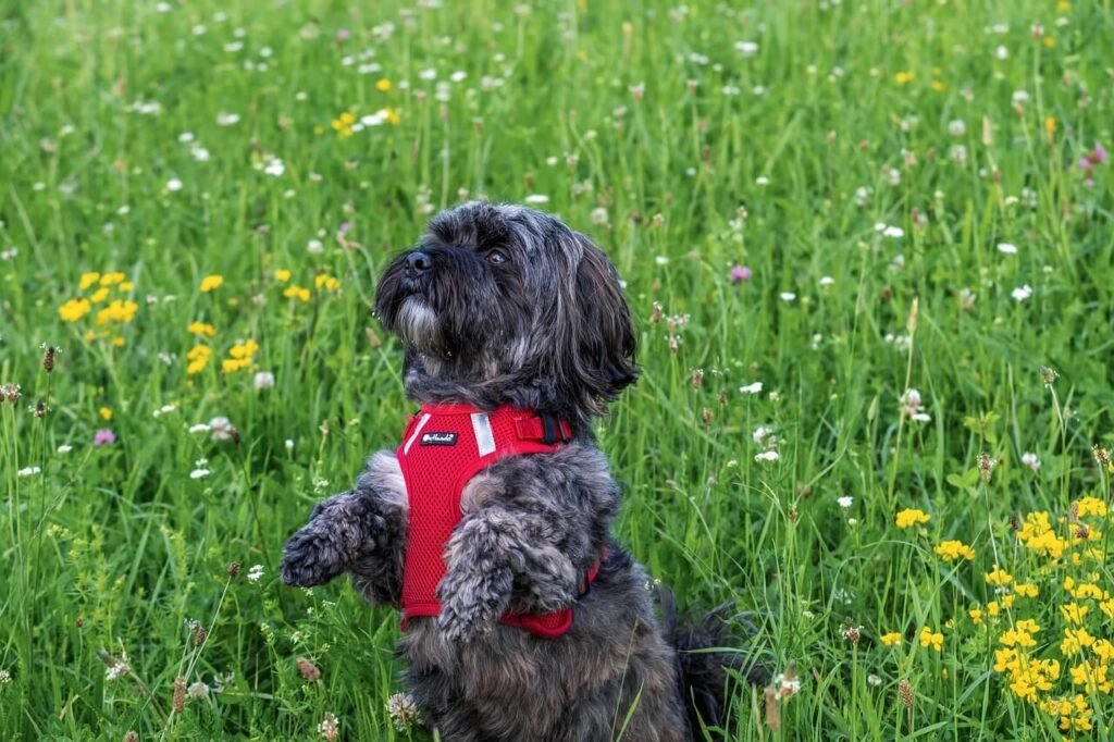 Can Dogs Eat Rice? Best 7 Expert Tips!