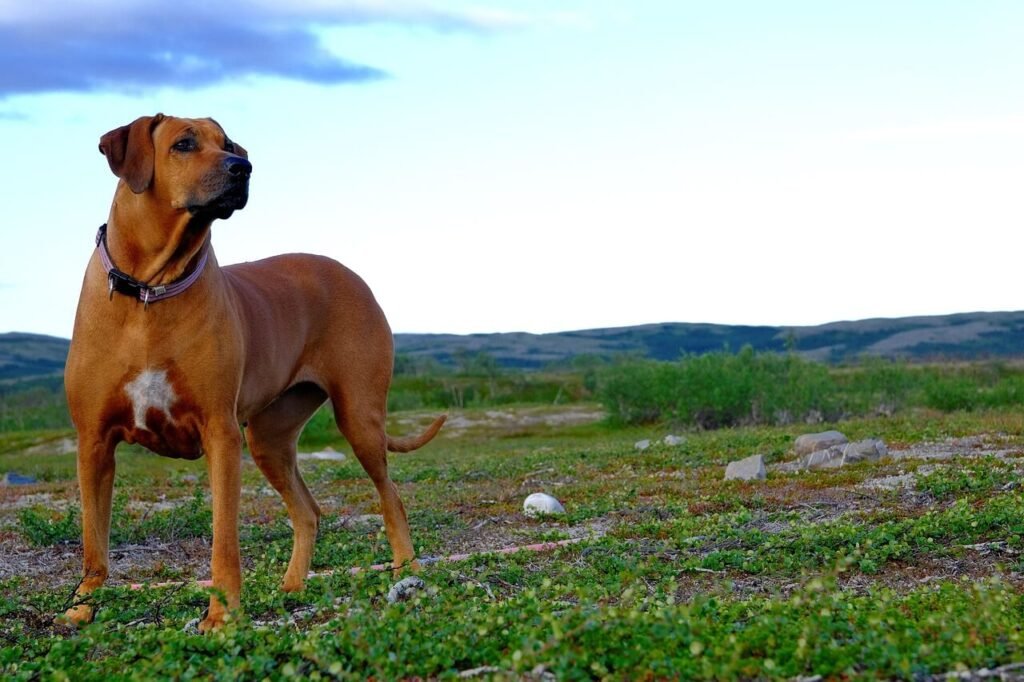Smelly Dog Paws: Best 7 Health Tips!