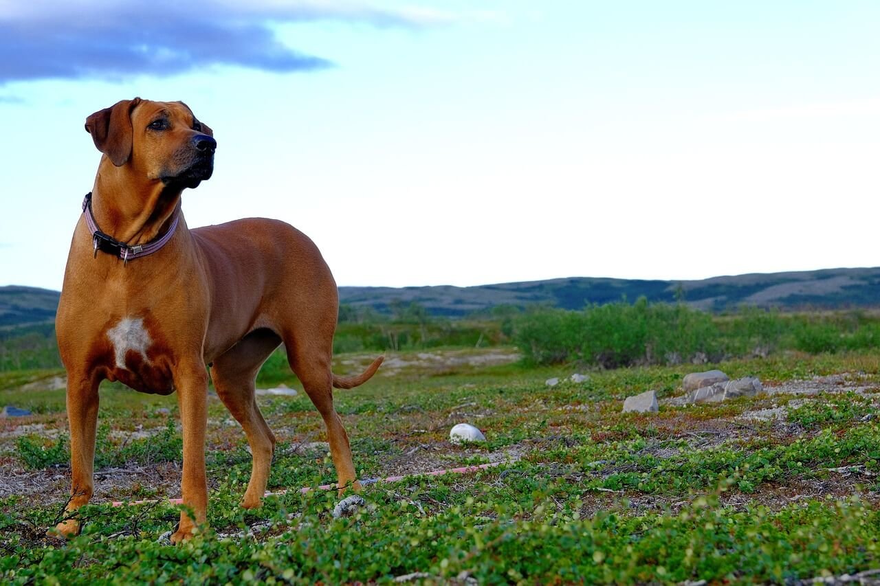 Smelly Dog Paws: Best 7 Health Tips!