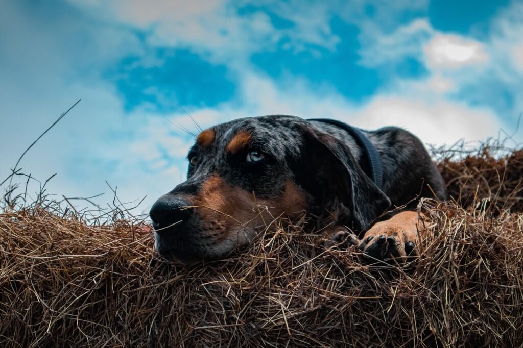Catahoula Leopard Dog Health Issues: Best 7 Health Tips!
