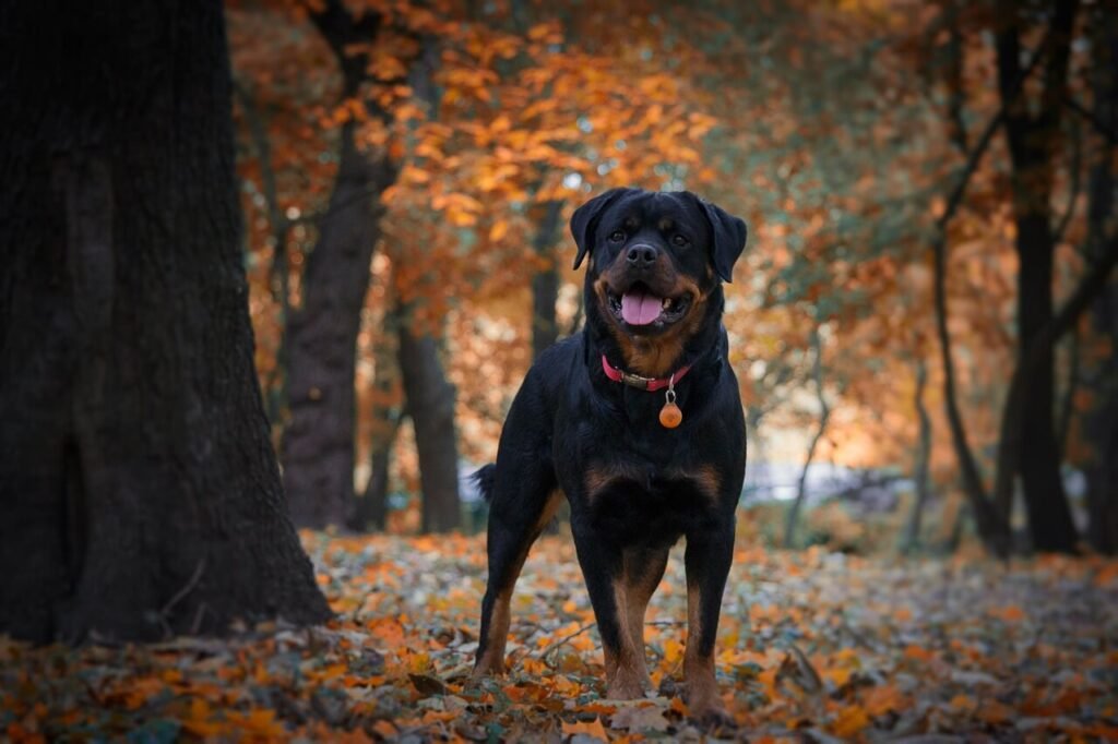 Rottweiler Bite Force: Best 7 Expert Tips!