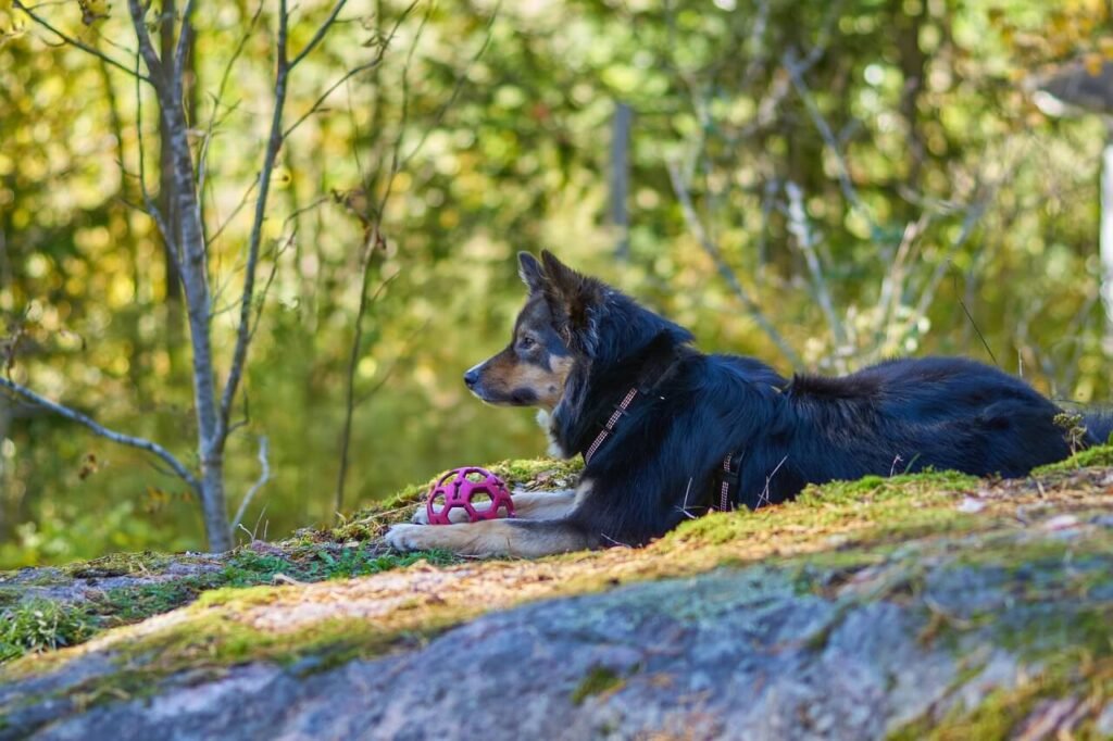 Black Specks in Dog Poop: Best 7 Health Tips!