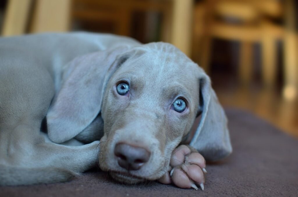 What Happens When a Dogs Abscess Bursts? Best 7 Tips!