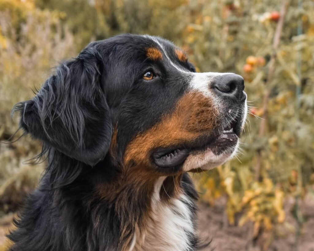 Cruciate Ligament Surgery for Dogs: Best 7 Expert Tips!