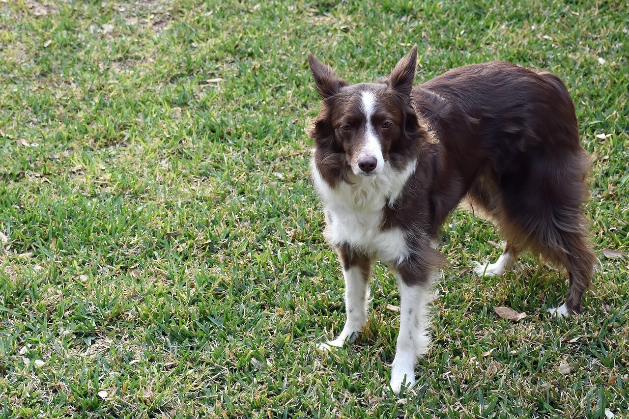 Understanding Scabs in Dogs Ears: Best 7 Tips!
