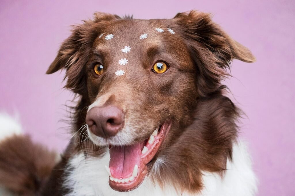 How Long Does a Border Collie Live? Best 7 Tips!