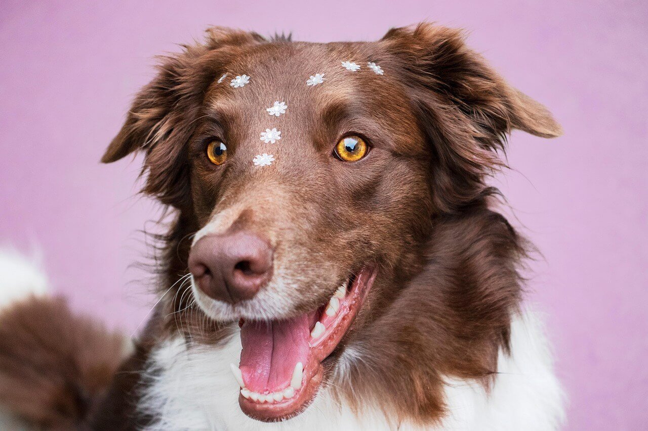 How Long Does a Border Collie Live? Best 7 Tips!