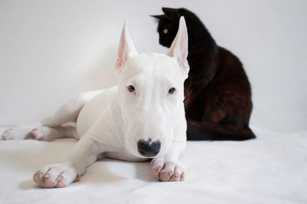 Can a Dog Have Cream Cheese? Best 7 Health Tips!