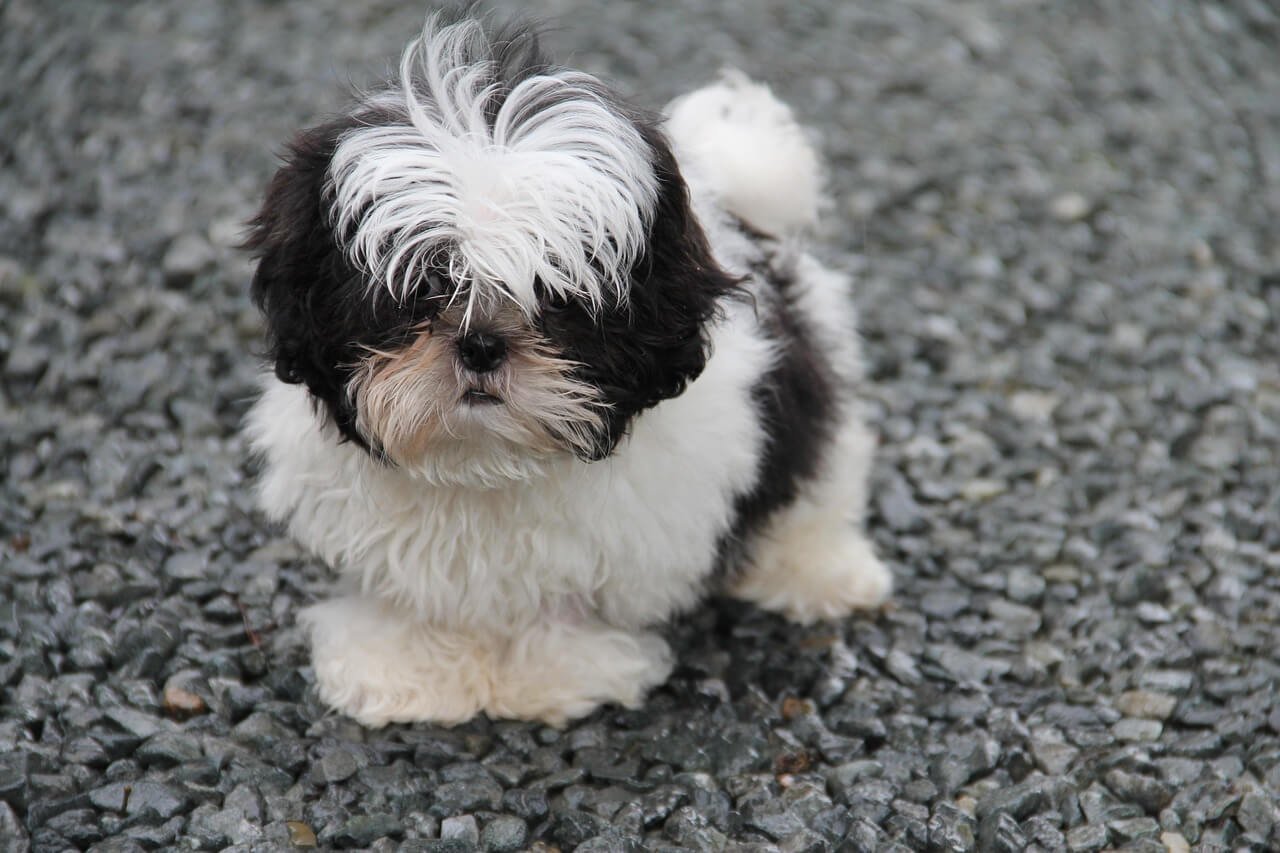 Dog Throwing Up Blood Clots: Best 7 Health Tips!