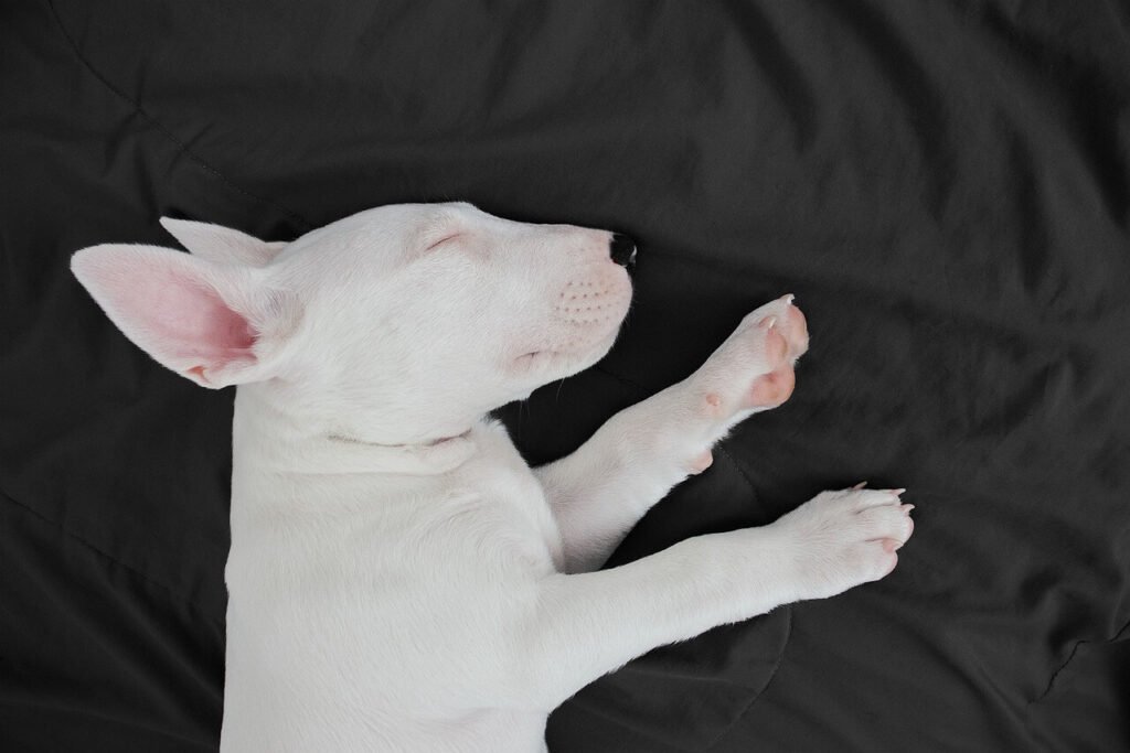 How to Get Dog Hair Out of Dryer: Best 7 Tips!