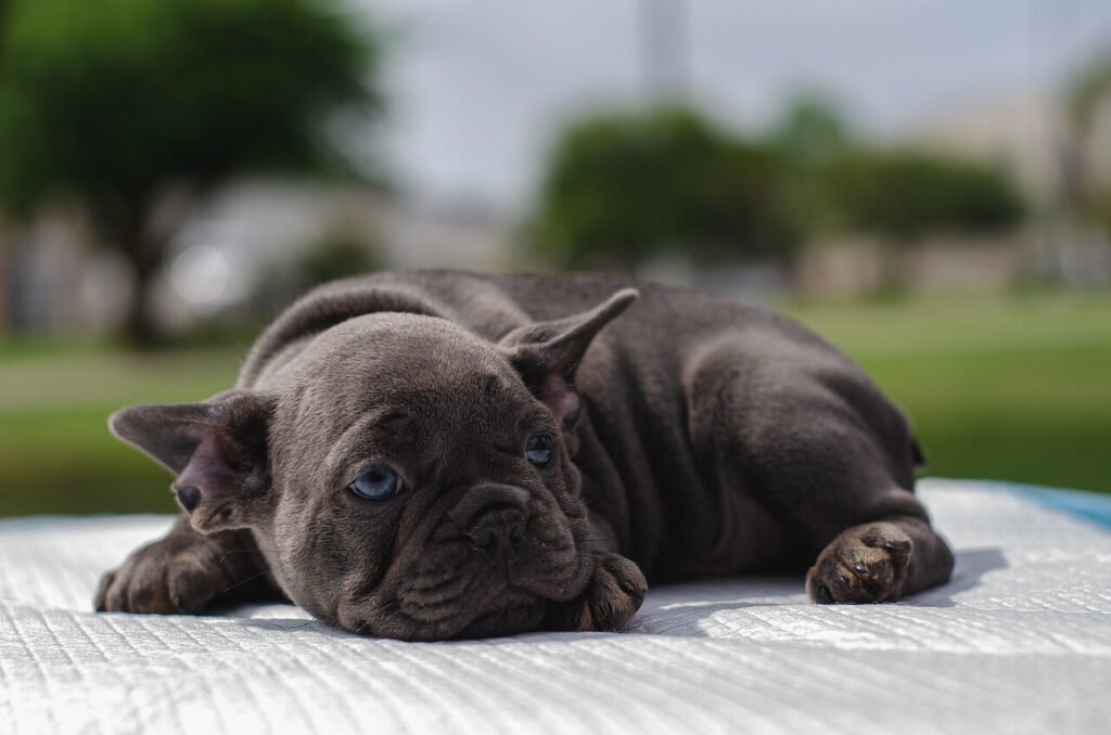 How to Get Your Dog to Like Water: Best 7 Tips!