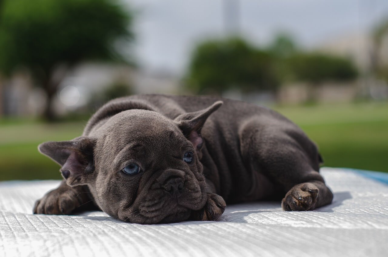 How to Get Your Dog to Like Water: Best 7 Tips!