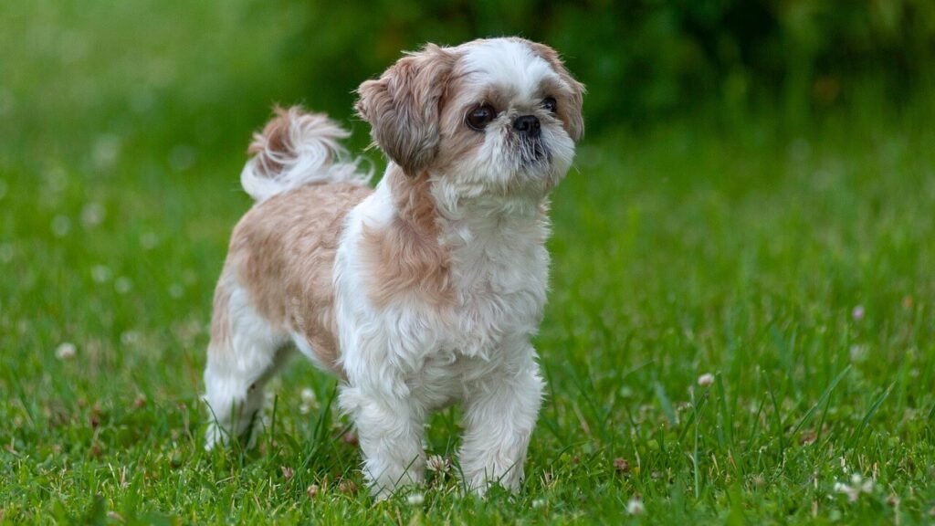 Why Is My Dog Scared of Everything? Best 7 Expert Tips!