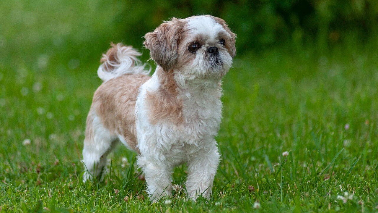 Why Is My Dog Scared of Everything? Best 7 Expert Tips!