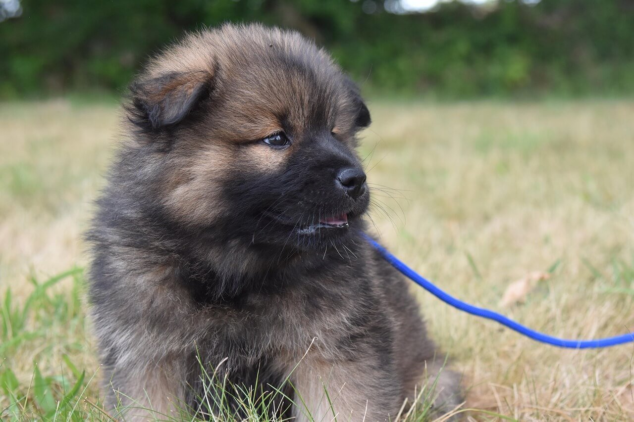Is Sugar Bad for Dogs? Best 7 Health Tips!