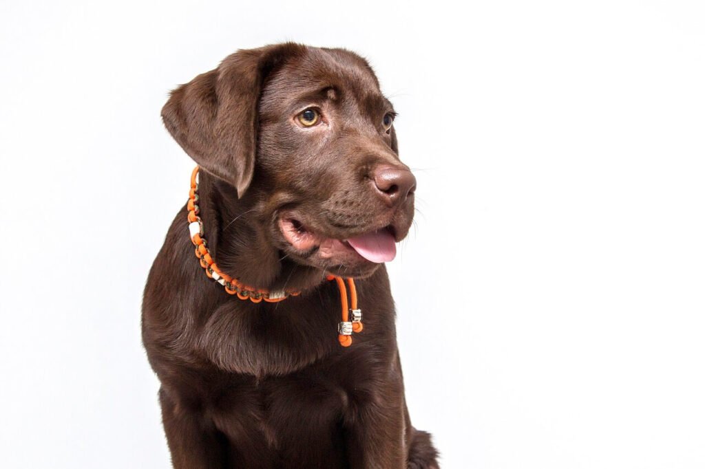 Understanding Delayed Vaccine Reactions in Dogs: Best 7 Tips