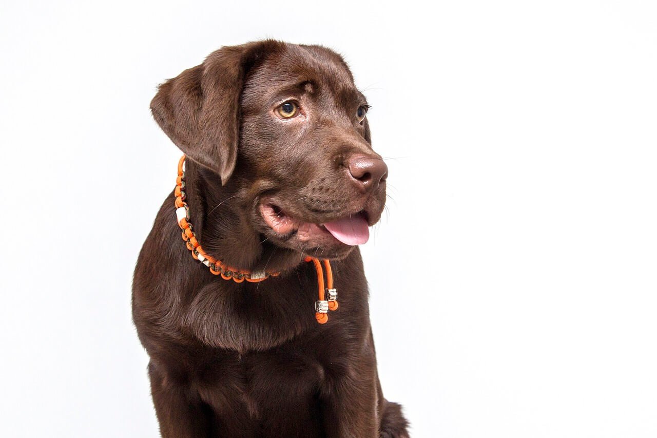 Understanding Delayed Vaccine Reactions in Dogs: Best 7 Tips