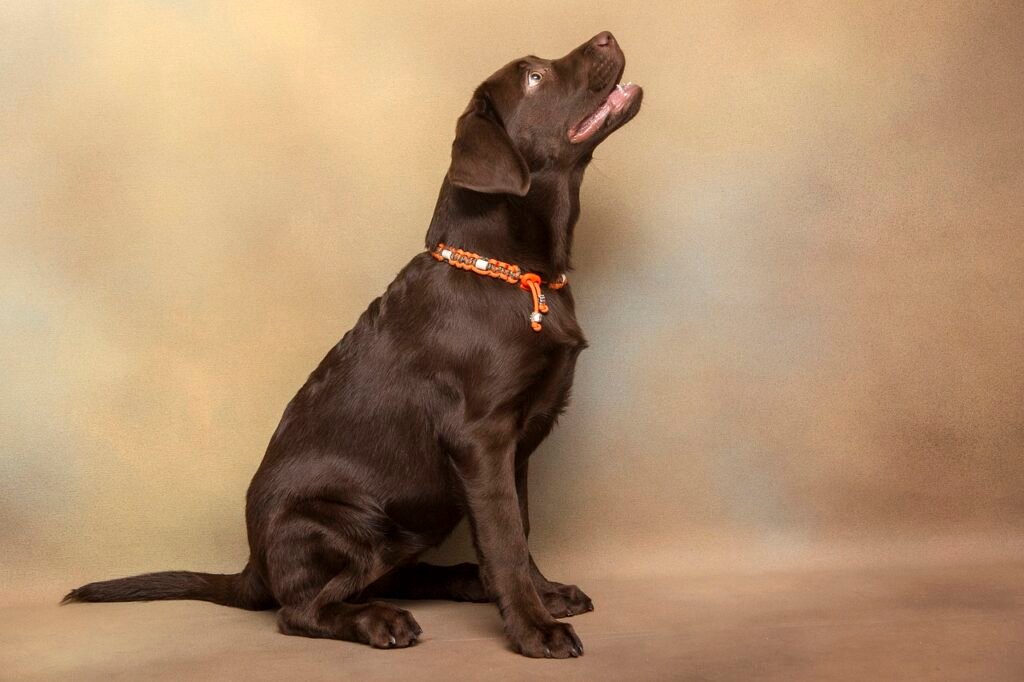 Understanding Dog Soft Stool: Best 7 Expert Tips!