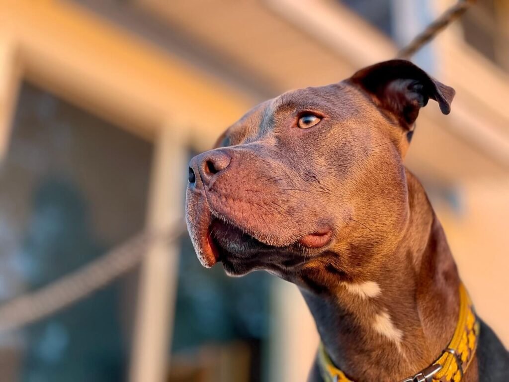 Red Nose Pitbull: Best 7 Expert Tips!