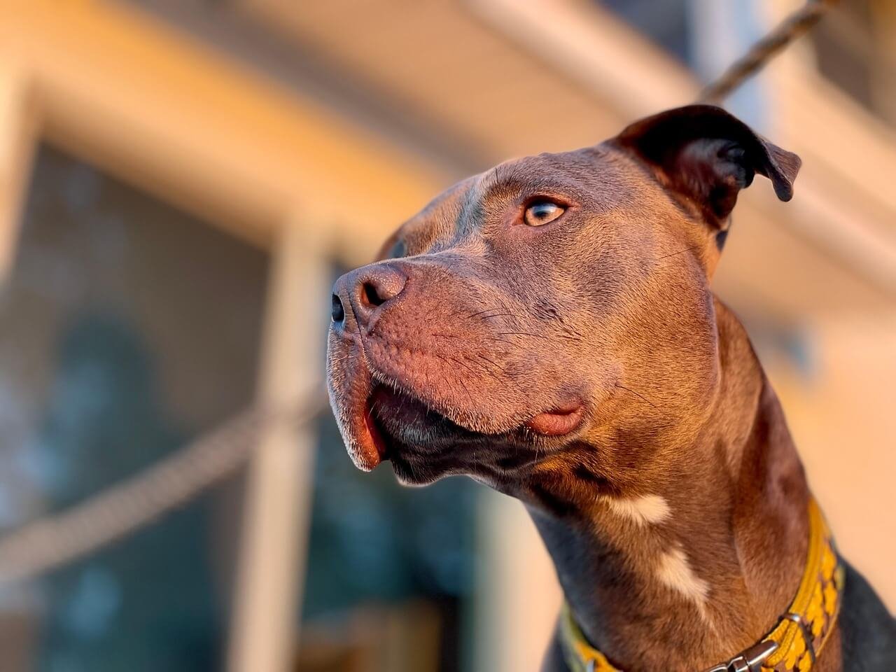 Red Nose Pitbull: Best 7 Expert Tips!