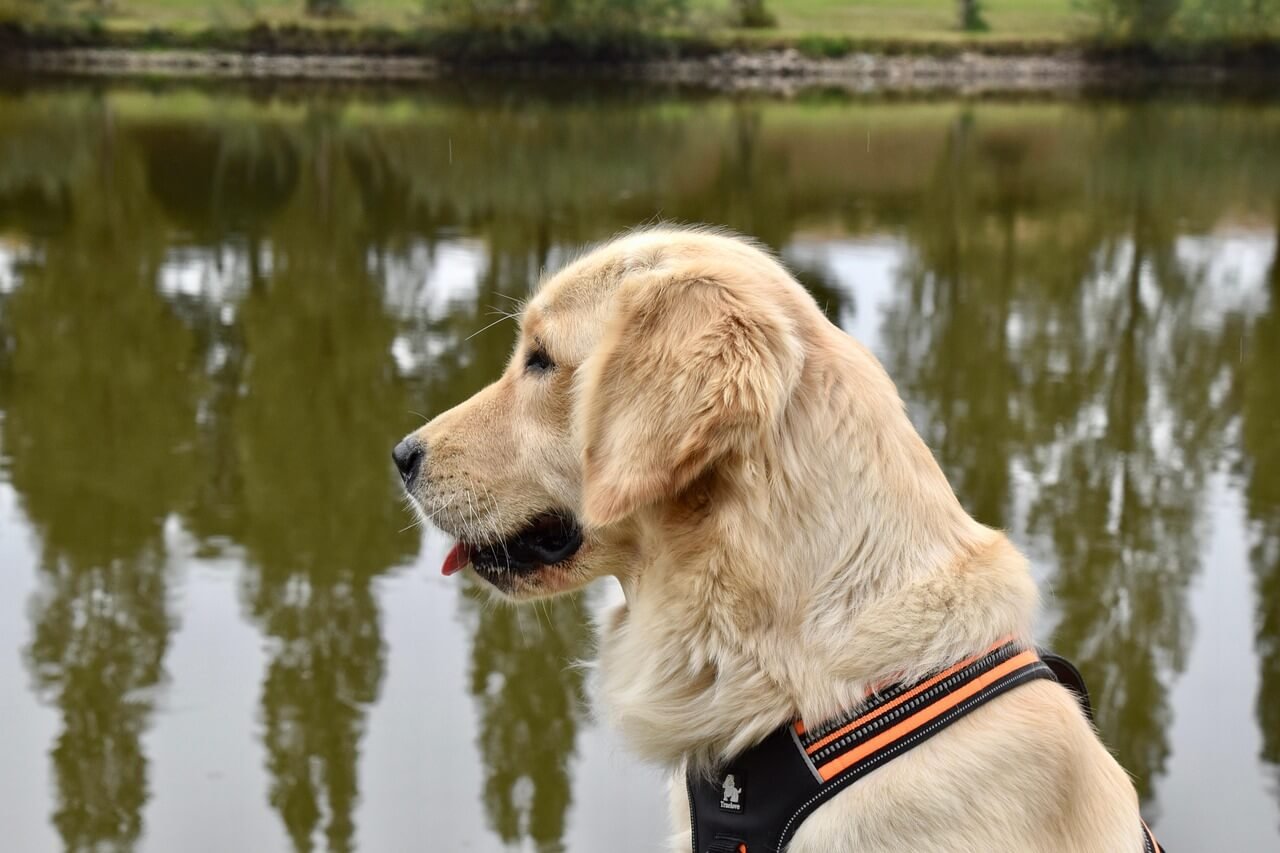 Why Does My Dog Chomp at Me? Best 7 Behavior Tips!