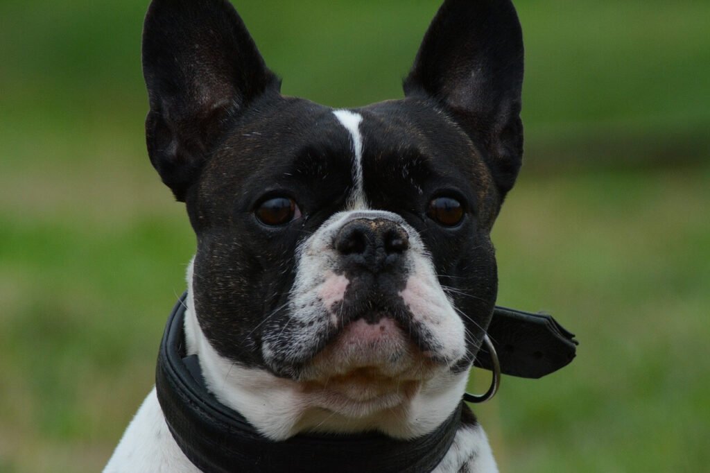 Nasal Adenocarcinoma in Dogs: Best 7 Health Tips!
