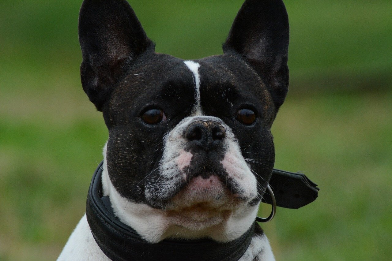 Nasal Adenocarcinoma in Dogs: Best 7 Health Tips!