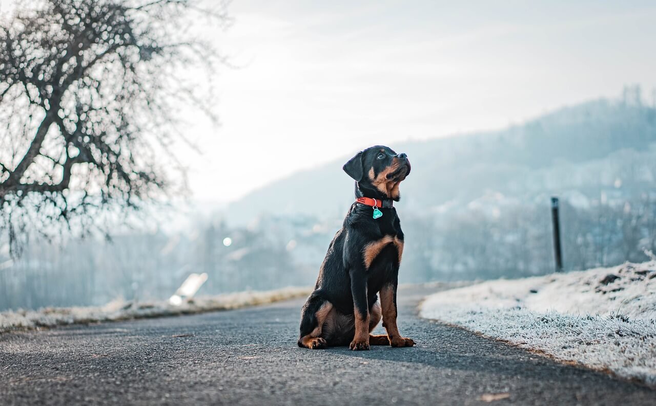 What Can I Give My Dog After Vaccination? Best 7 Tips!
