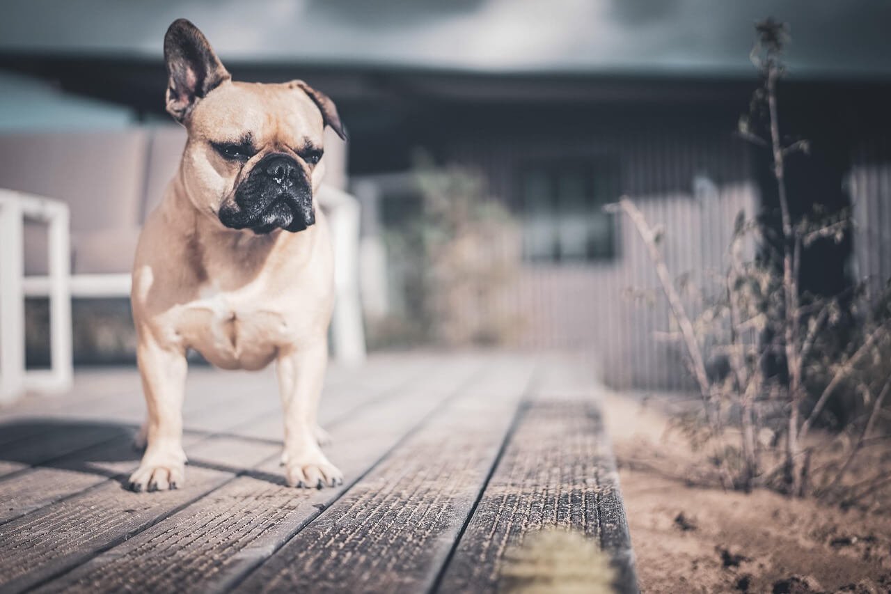 Male Dog Behavior When Female Is Pregnant: Best 7 Tips!