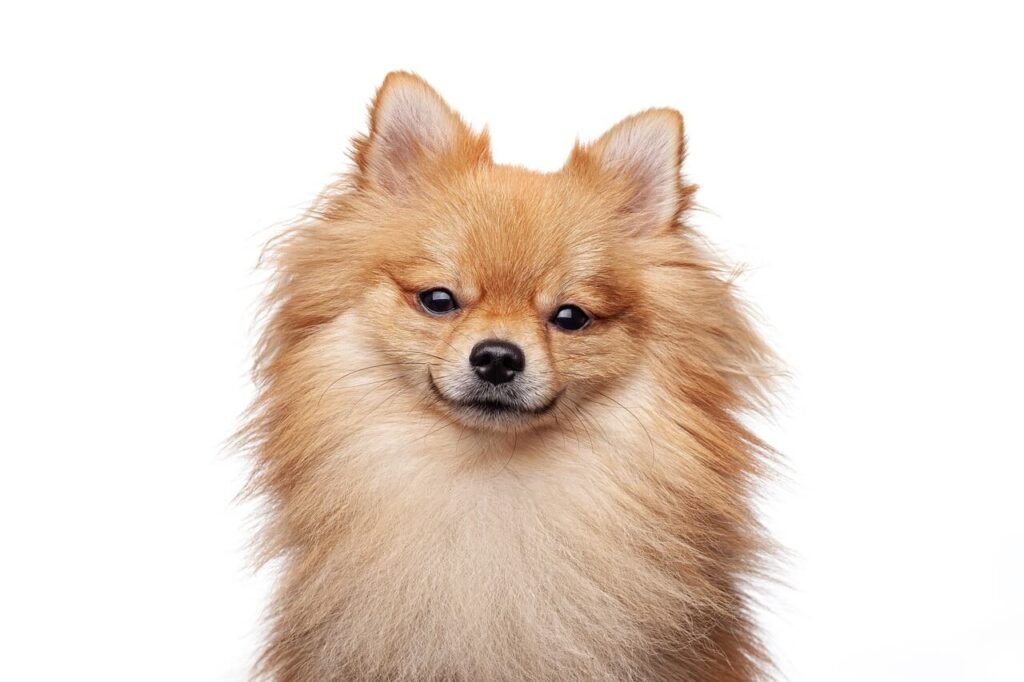 Understanding Stromal Corneal Dystrophy in Dogs: Best 7 Tips