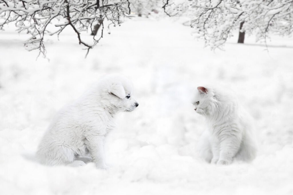 Dog Lunging at Cat: Best 7 Behavior Tips!