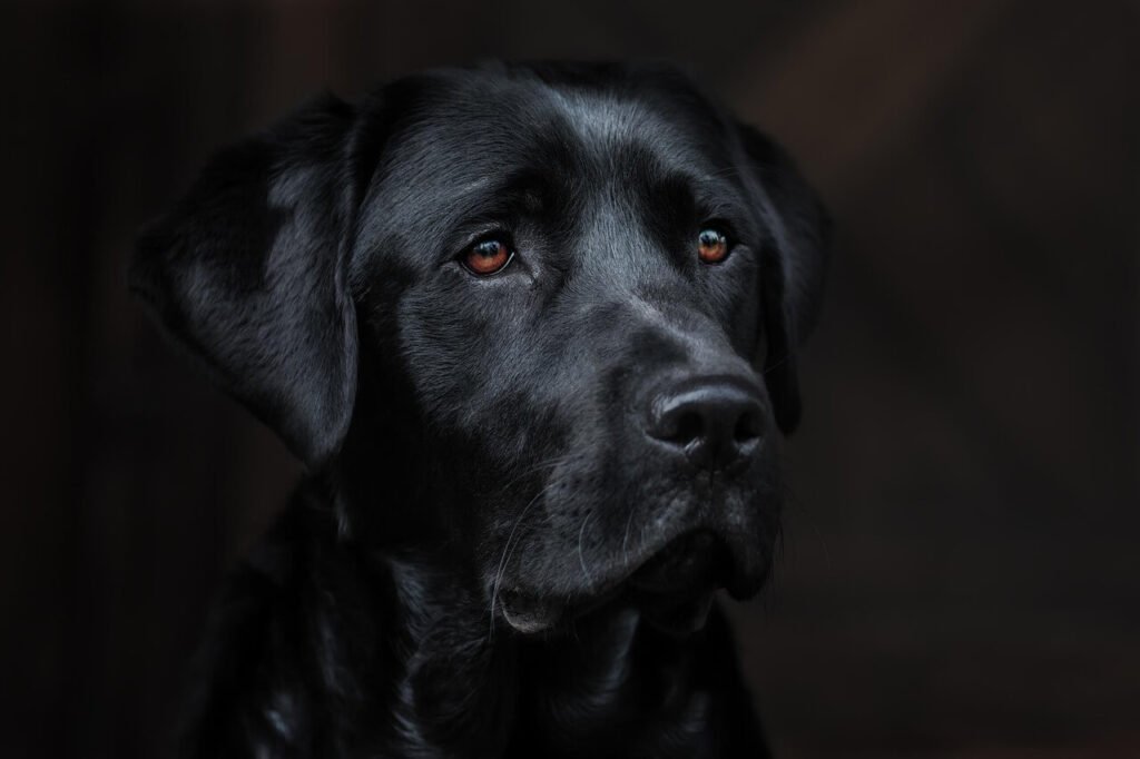 How Much Salt Can a Dog Have? Best 7 Health Tips!