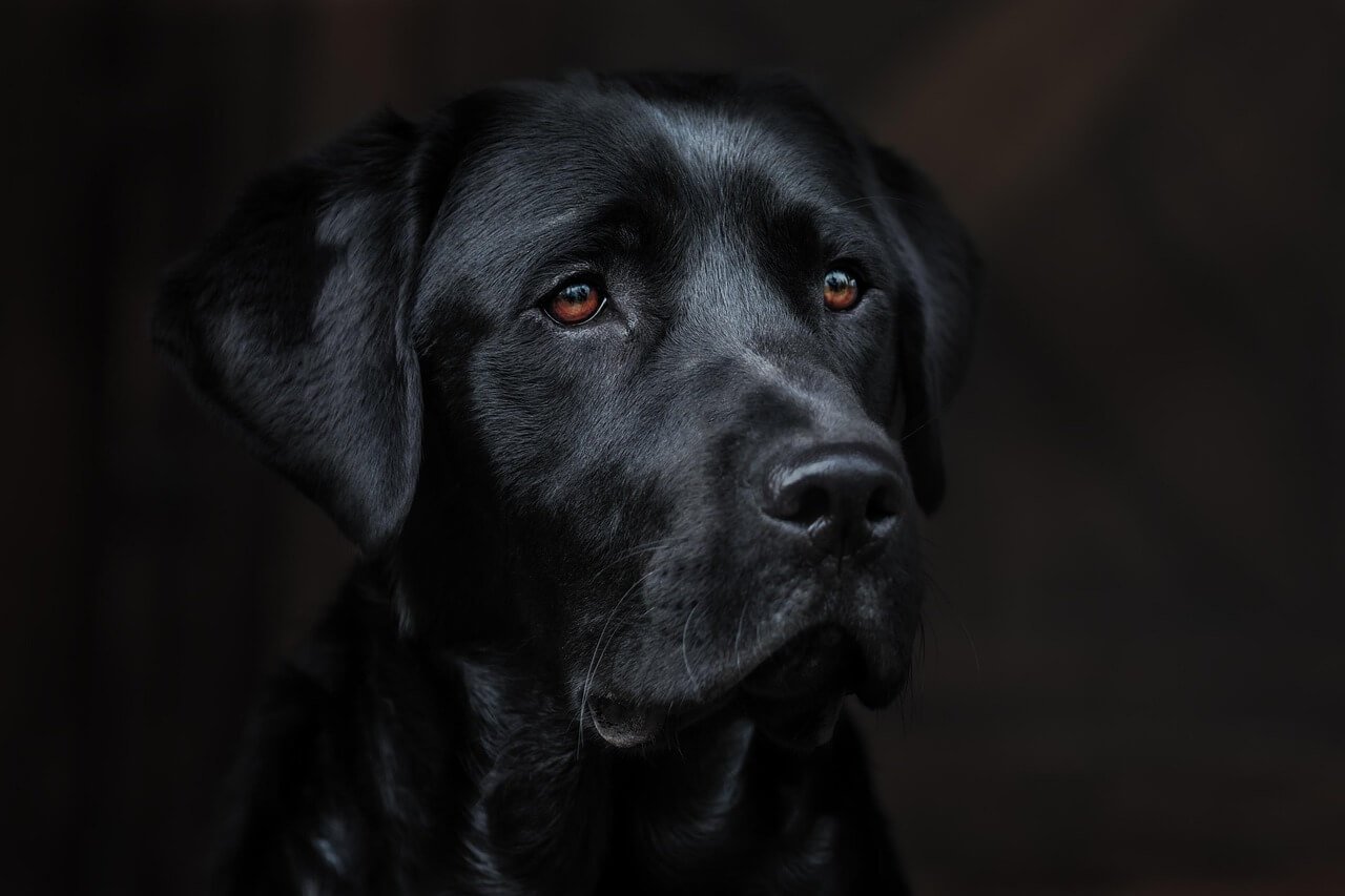 How Much Salt Can a Dog Have? Best 7 Health Tips!