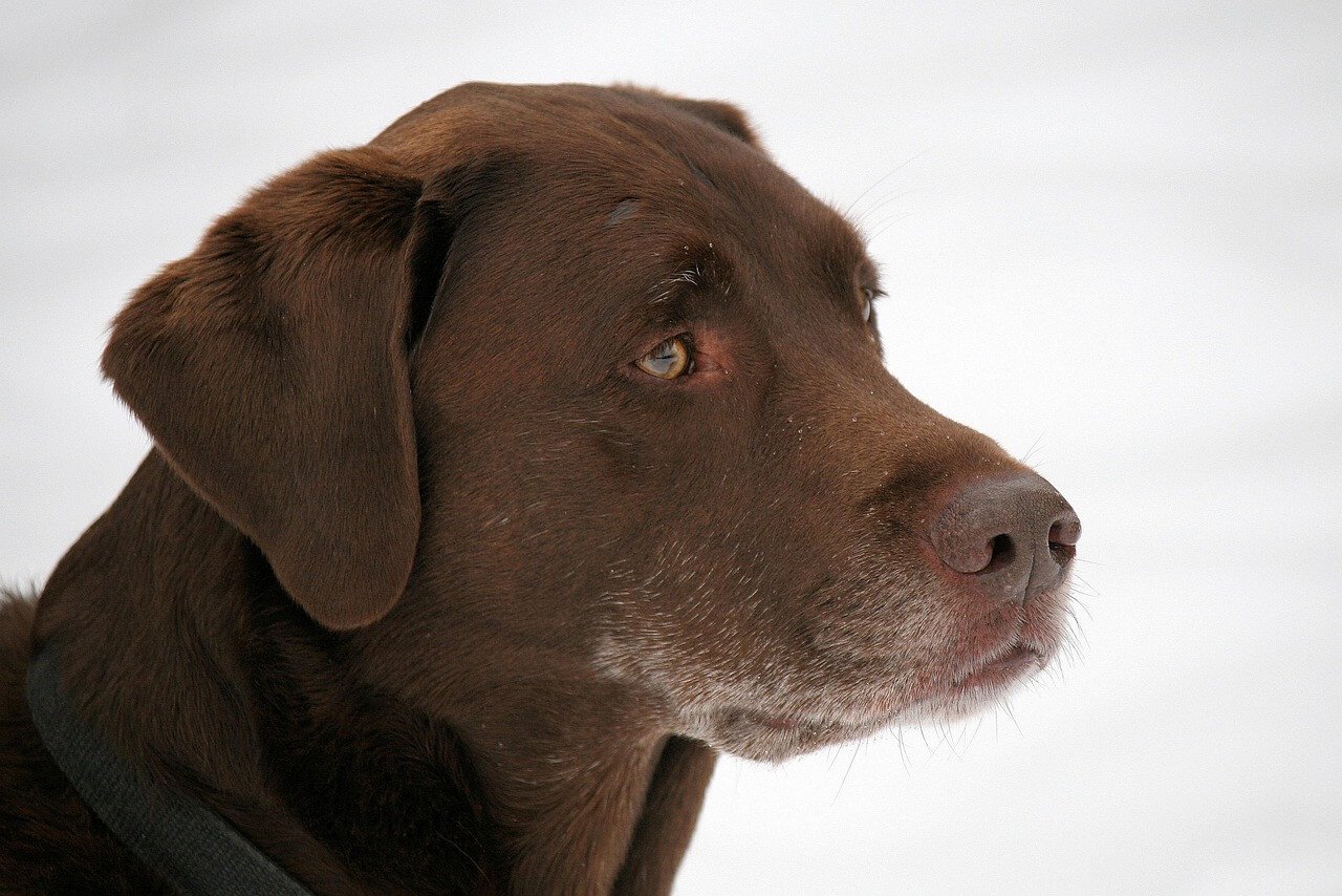 Can You Shave a Labrador? Best 7 Expert Tips!